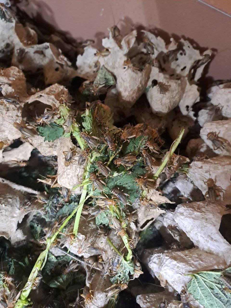 Кормовой сверчок